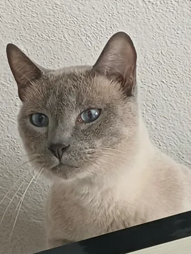 Doação de gatinho medroso e um pouco arisco no RJ