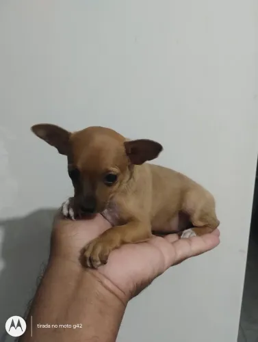 Filhote pinscher fêmea miniatura caramela 