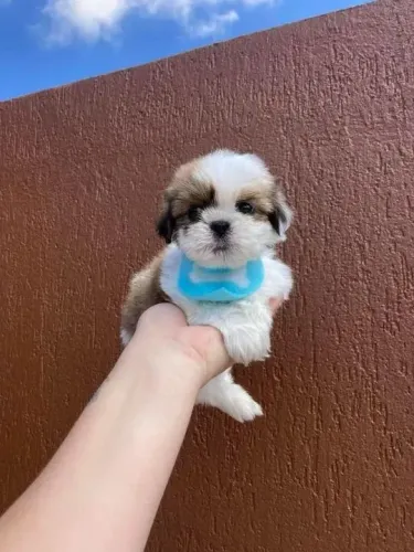 Shih Tzu Filhotes saudáveis e cheios de amor esperando por você