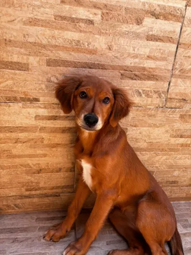 Cachorrinhas para adoção responsável 
