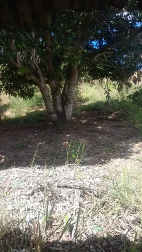 Sítio pra vender