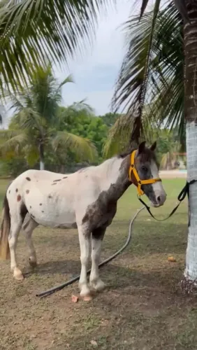 Cavalo petiço