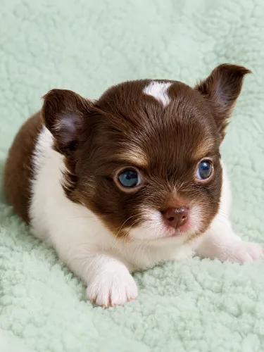 Chihuahua Perfeito!! Macho Pelo Longo