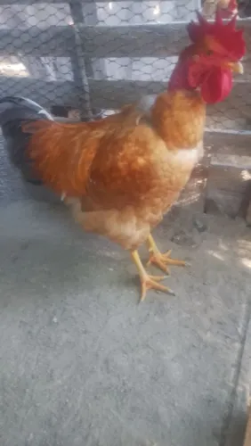 Vendo Galos da raça polaca