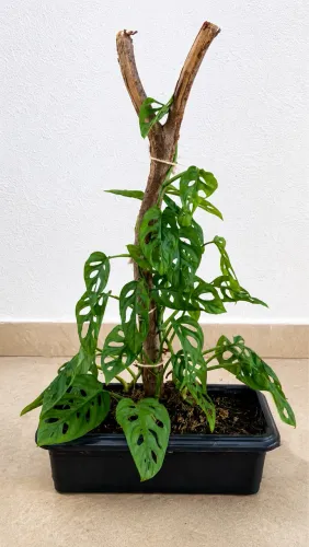 Vendo Plantas 04