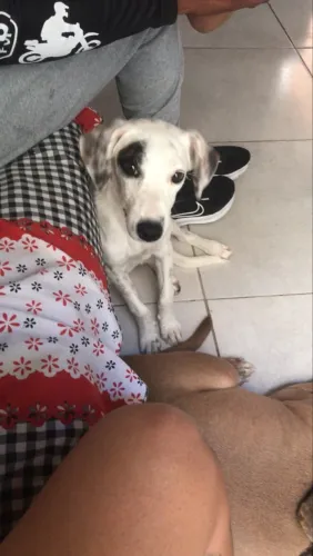 Doação de cachorra