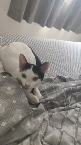 Doa -se gata fêmea 7 meses 