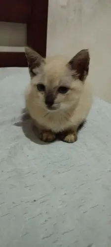 Gatinha filhote siamês pra doação 