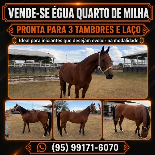 Vende-se égua quarto de milha
