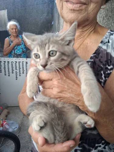 Gatos novos para adoção.