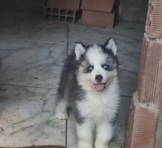 Husky woolly