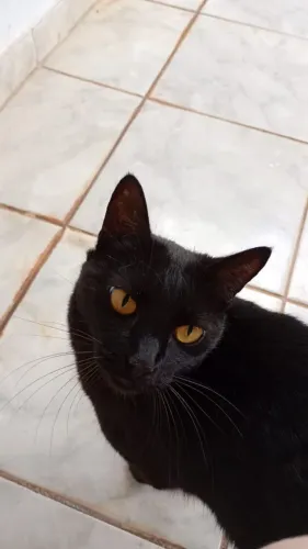 Gata fêmea castrada