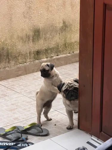 Pug