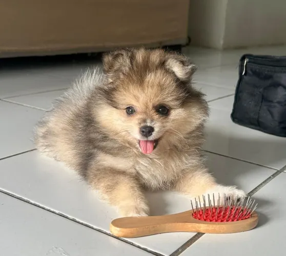 Spitz Alemão Anão 