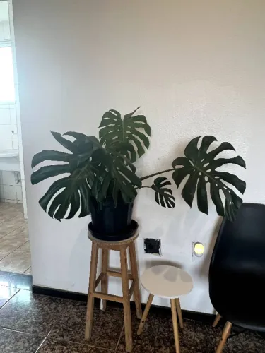 Lindas Plantas Costela de Adão com vasos e bandejas