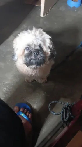 Cachorro de raça shin tzu por 900,00 