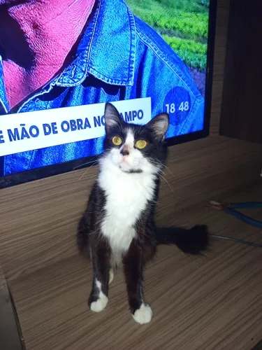 Doação de gatos