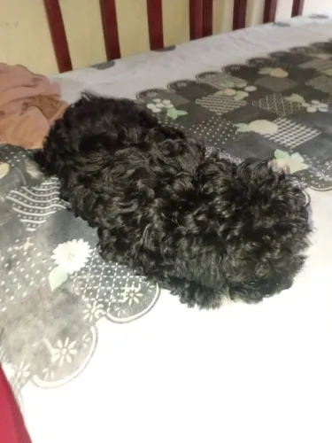 Venda de filhotes de poodle