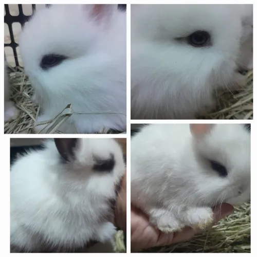 Coelhos mini lion