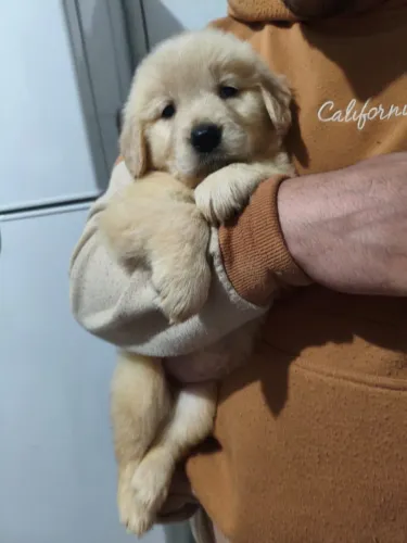 Golden com 45 dias vermifugado e vacinado macho 