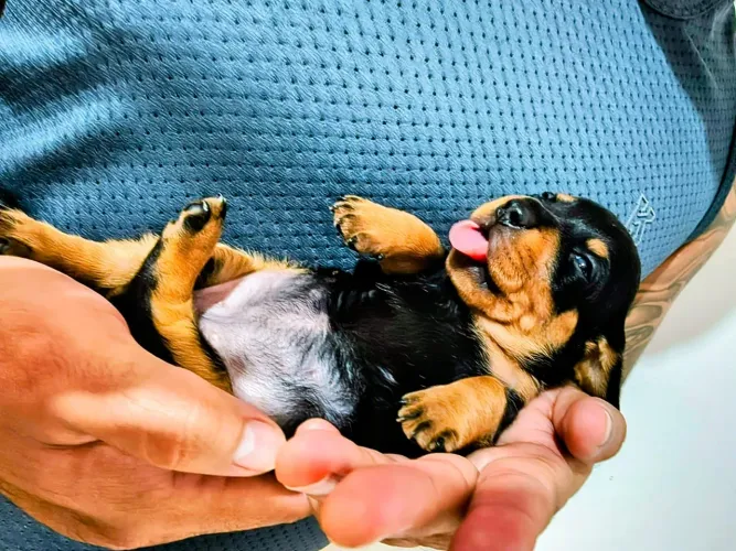 Dachshund fêmea 