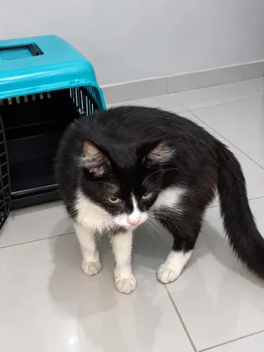 adoção de gatinha