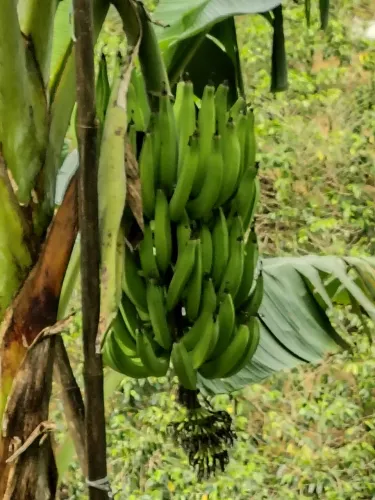 Muda de banana terra