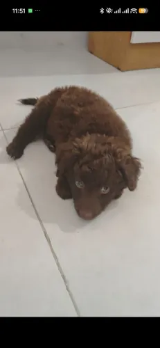 poodle com shih tzu