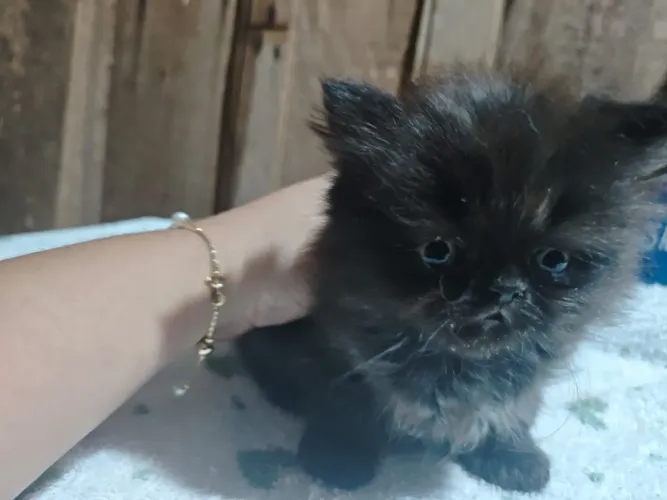 Gato Persa