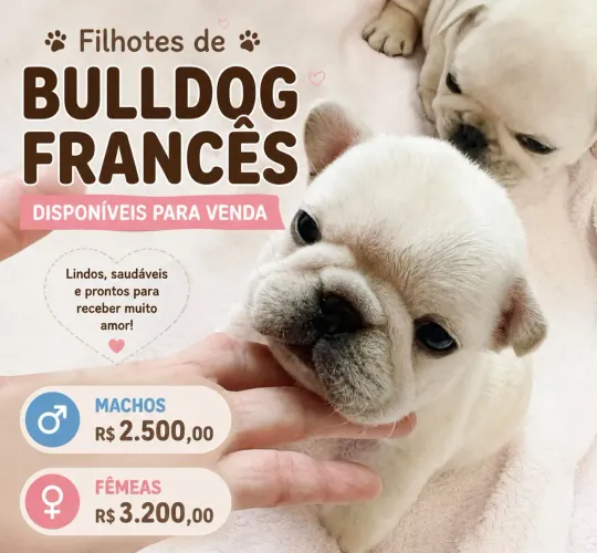 Bulldog Frances 