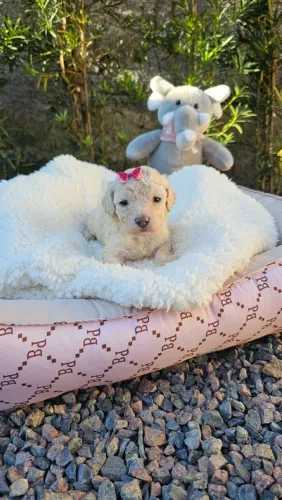 Poodle branco, macho e fêmea prontos para entrega, em até 12x no cartão 