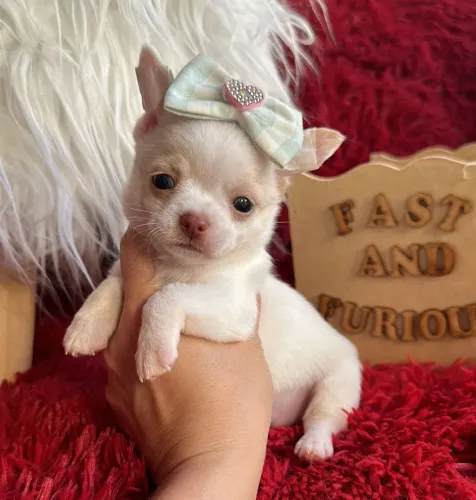 Chihuahua. Filhote fêmea de trufa marrom. Super carinhosa!