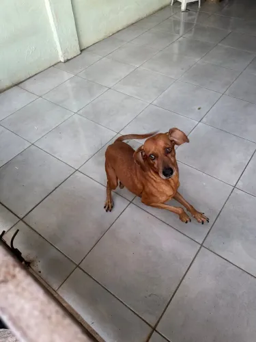 Adoção responsável ?