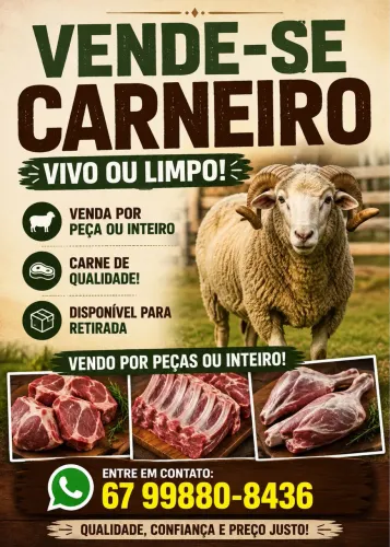 Vendo Carneiro para cria ou limpo