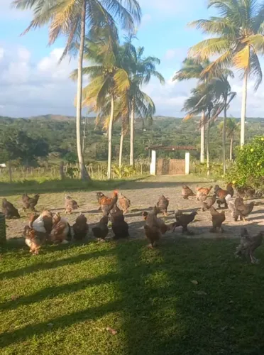 Galinhas Brahma Gigante
