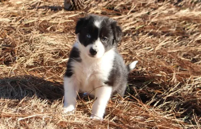 Filhotes de Border Collie | Filhotes delicados e meigos!