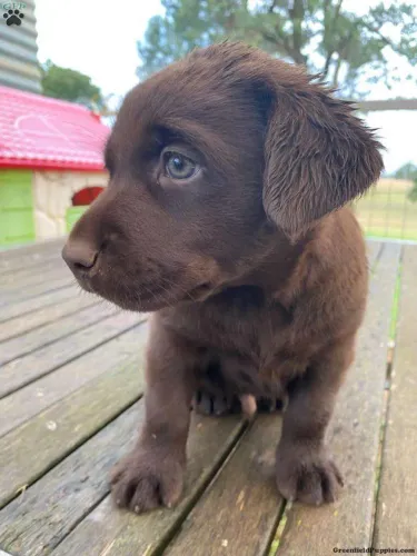 Labrador Chocolate | O filhote ideal está aqui