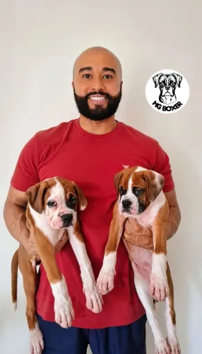 Filhote de boxer de boa procedência 
