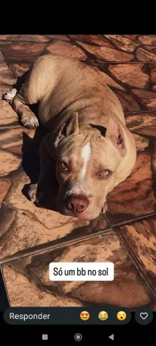 American bully filhote