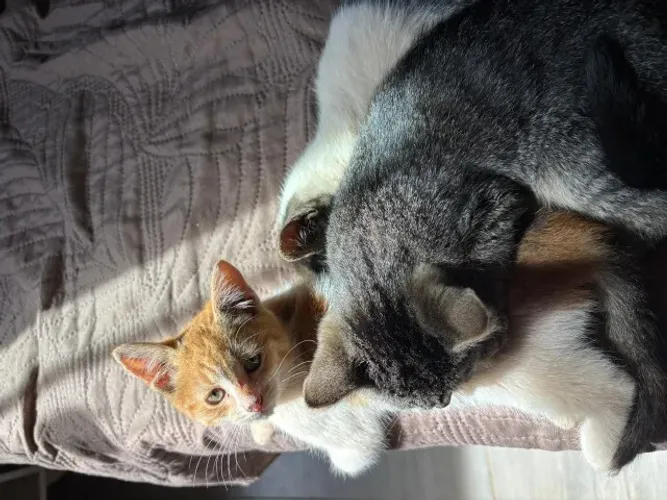 Gatinhos para adoção