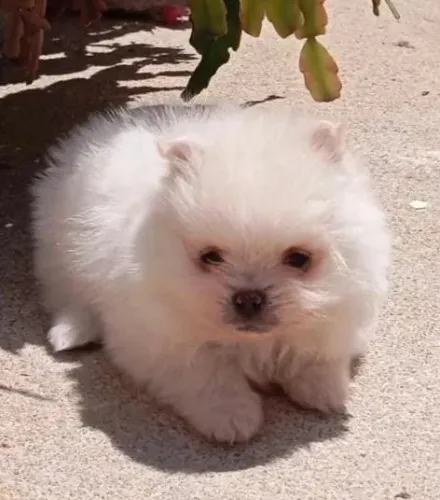 Lulu da Pomerânea Anão Filhotes Muito Tranquilos. 