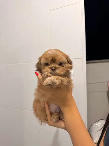 Vende se filhote de Shih tzu