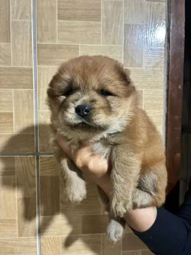 Chowchow fêmea 