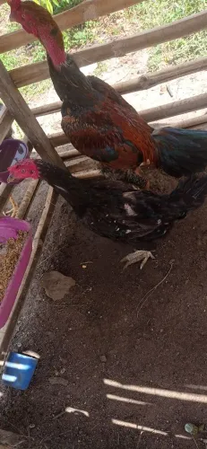 Vendo matriz da raça shamo pura