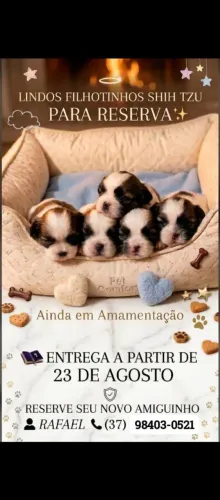 Shitzu fêmea e macho