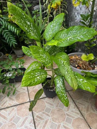 Planta comigo ninguém pode