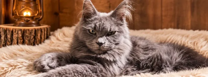 Maine Coon Fêmea Maravilhosa
