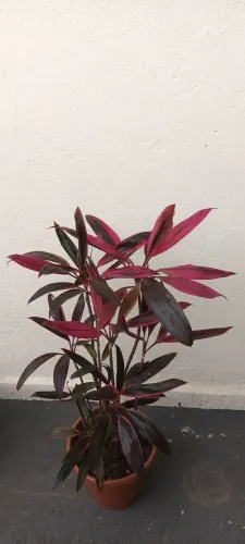 Dracena Vermelha Charmosa