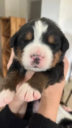 BERNESE FÊMEA 