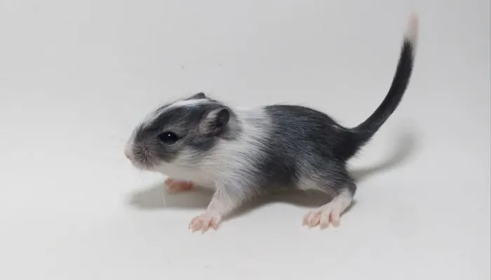 Vendo Gerbil (esquilo da Mongólia)